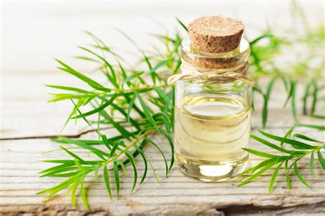 6 Tea Tree Oil Benefits to Try On - Healthwire