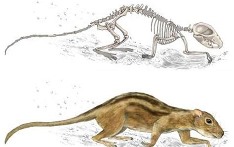 Early Mammals Had Social Lives, Too - Scientific American