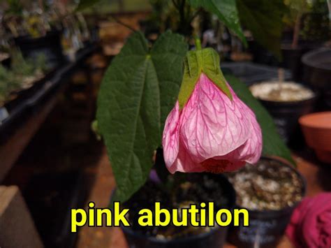 Abutilon | ESP Nursery