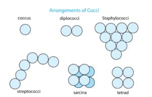 Staphylococcus Bacteria Diagram