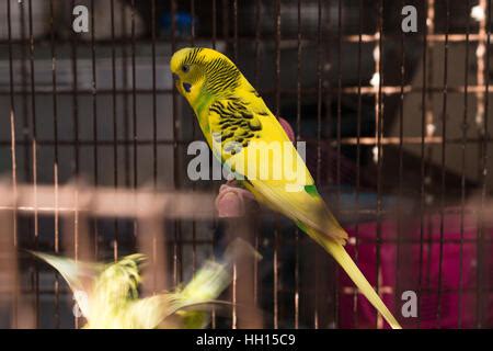 Yellow Budgie, Budgerigar Birds in the cage Stock Photo - Alamy