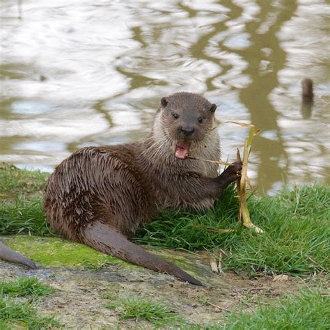 Otters Playing