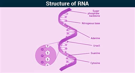 Structure and Functions of three major types of Ribonucleic Acid (RNA ...