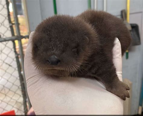 Baby river otter born at my fiance's work : r/aww