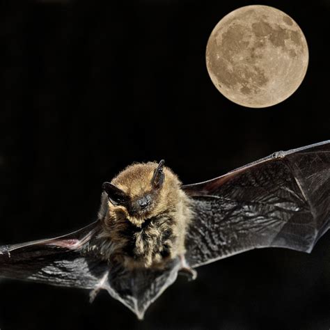 Pipistrelle bat Pipistrellus pipistrellus Photograph by David Cole ...