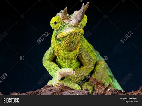 Jackson's Chameleon / Image & Photo (Free Trial) | Bigstock