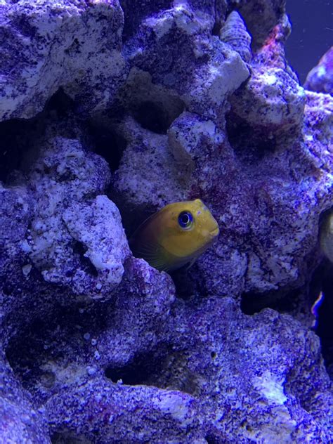 My new Blenny is.... cute? | Reef2Reef