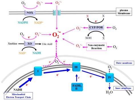 Superoxide Dismutase Pathway