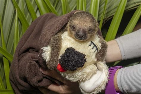 Baby Sloth Hugging Stuffed Animal