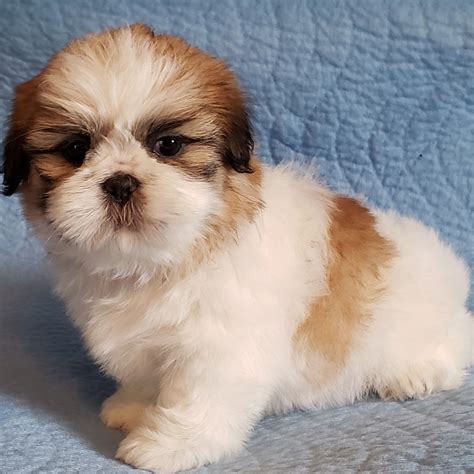 Shih Tzu Puppies For Sale | Newport, MI #297450 | Petzlover