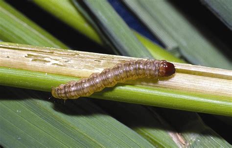 Borers Galore: Emerging Pests in Louisiana Corn, Grain Sorghum and Rice