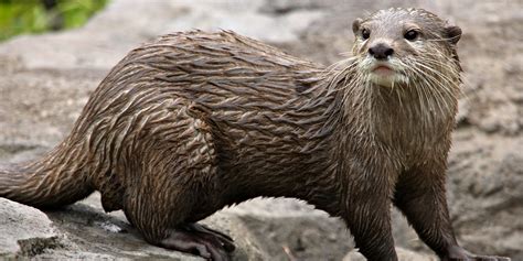 Asian small-clawed otter | Smithsonian's National Zoo and Conservation ...