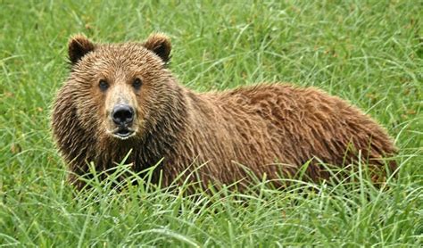 Bear watching on Kodiak Island, Alaska - Australian Geographic