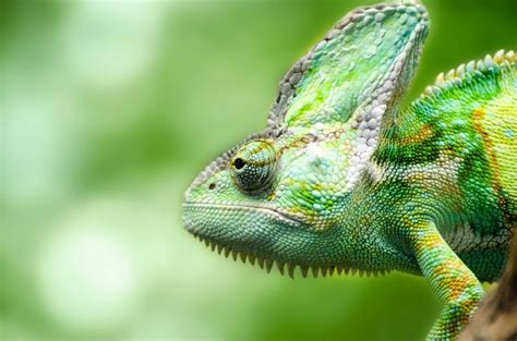 Free picture: wildlife, lizard, camouflage, animal, reptile, chameleon ...