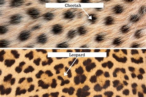 Cheetah vs Leopard - How to Tell the Two Cats Apart