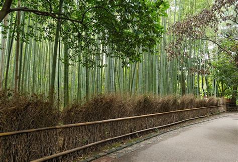 Premium Photo | Bamboo forest in kyoto