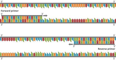 Calculated Images: Need to teach PCR?