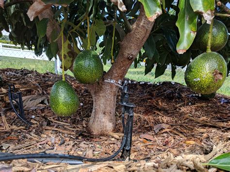 How Often to Water Avocado Plant? - My Heart Lives Here