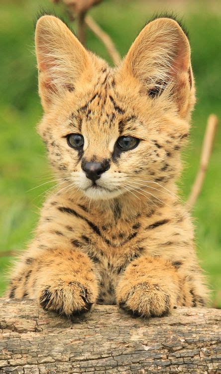 Cute Little Serval Cub Portrait (by TenPinPhil) Big Cats, Cats And ...