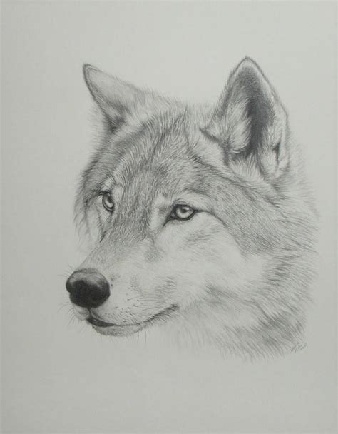 Wolf Drawing. by PaNdAz333 on DeviantArt