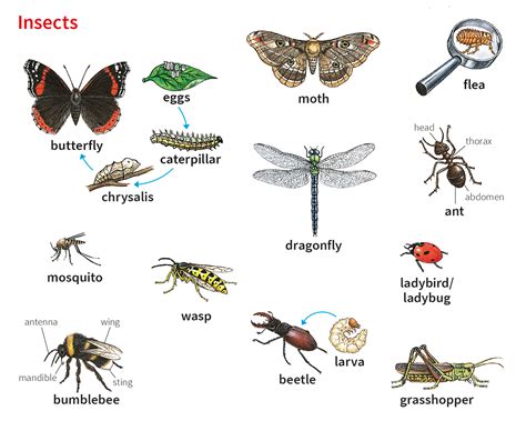 Names Of Insects List Of Insects In English With Pictures