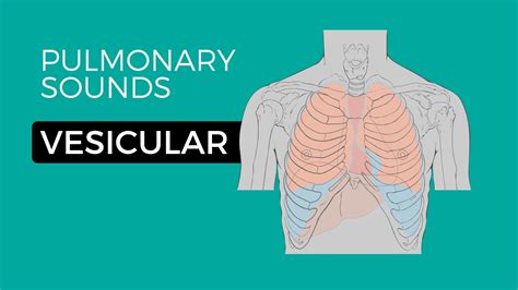 01 _ Normal Lung Sounds - Vesicular breath sounds - YouTube