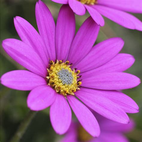 Hayloft Plants Pink Hardy Osteospermum 9cm Pot Plant - QVC UK