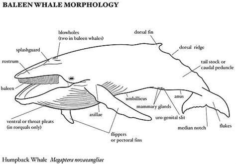 Baleen Whales - World's Largest Creature, Filter-Feeders | Animal ...