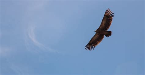 Falcon on Flight · Free Stock Photo