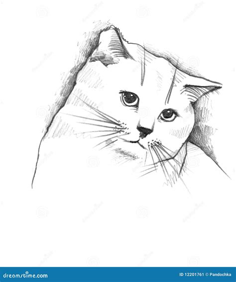 pencil Art Drawings Cat