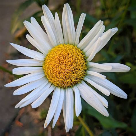 Daisy flower meaning • Origins • Symbolism and other interesting facts