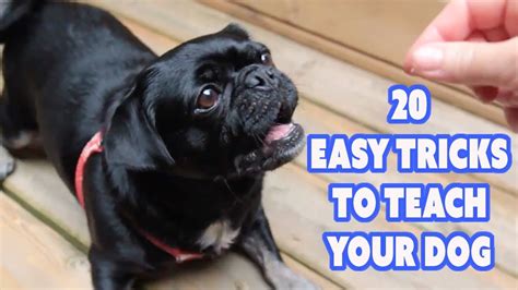 How To Teach A Dog Tricks Easy