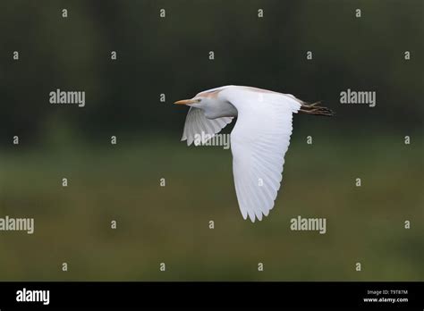 Breeding plumage Cattle Egret Stock Photo - Alamy