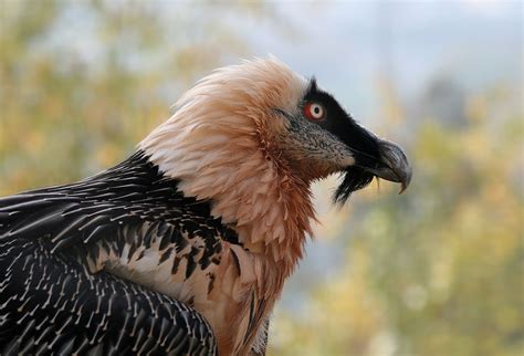 Alpine Wildlife Notes: Bearded Vulture – Gypaetus Barbatus