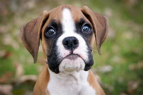 Boxer puppy – American Kennel Club