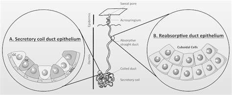 Schematic representation of an eccrine sweat gland. The human sweat ...