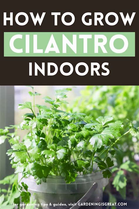 How to Grow Cilantro Indoors - Gardening is Great