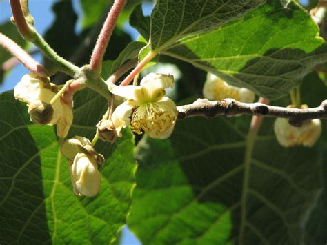 Kiwi Flowers | Sage's Acre | Home, Yard, Adventure