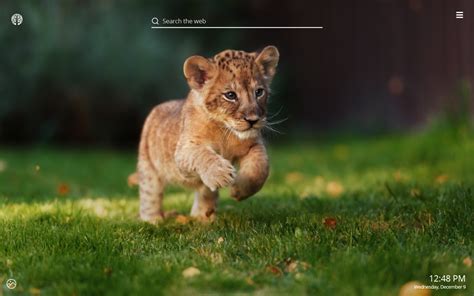 Baby Lions HD Wallpaper New Tab Theme – Impressive Nature