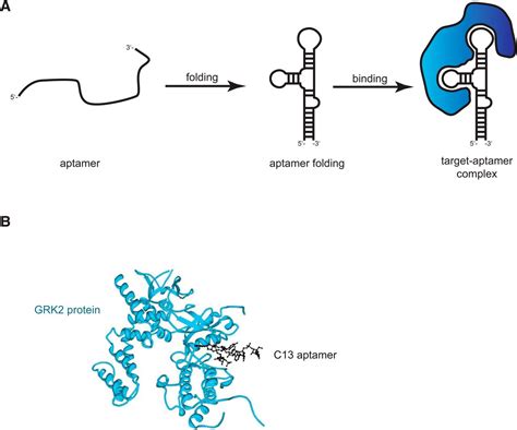 Aptamers as Valuable Molecular Tools in Neurosciences | Journal of ...