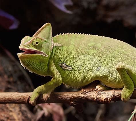 Veiled chameleon - Malta National Aquarium