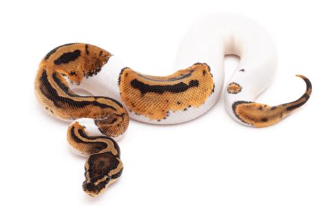 75+ Ball Python Morphs: Color, Pattern & Genetics - More Reptiles