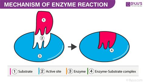 Enzyme Cofactors: Types, Functions, and Examples of Enzyme Cofactors