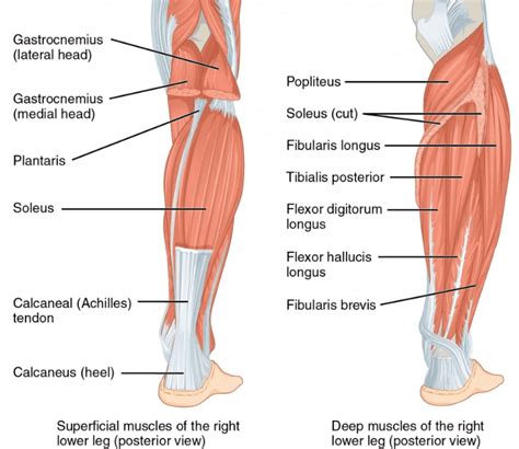 Calf Muscle Anatomy