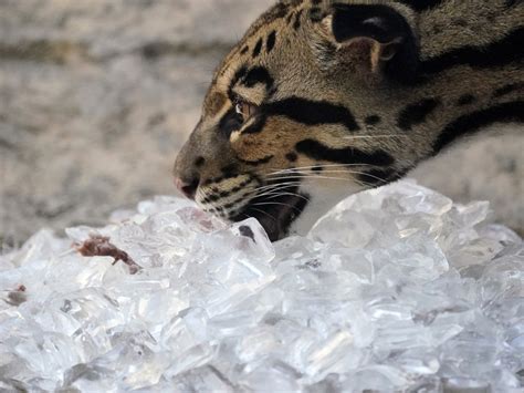 Zookeepers help animals beat the heat : NPR