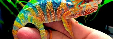 ambilobe panther chameleon colors | baby panther chameleons for sale