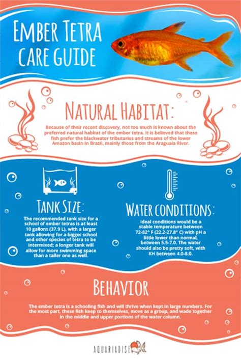 Ember Tetra (Hyphessobrycon Amandae) Care Sheet - Aquariadise