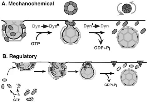 Two models for dynamin function in clathrin mediated endocytosis (A ...