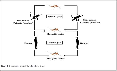 The Yellow Fever Outbreak in Global Perspective is Serious and of Great ...