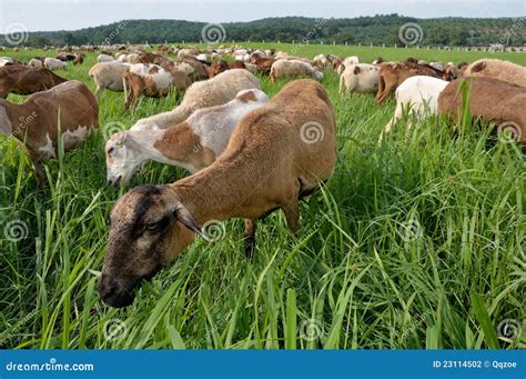 Goats Eating Grass Stock Photography - Image: 23114502